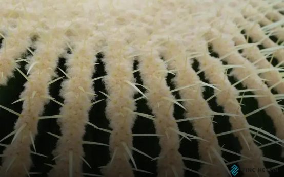 Carpet Longevity: What Affects Durability Most?