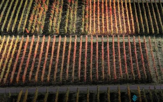 What Makes a Carpet Expensive? Discover Costly Factors