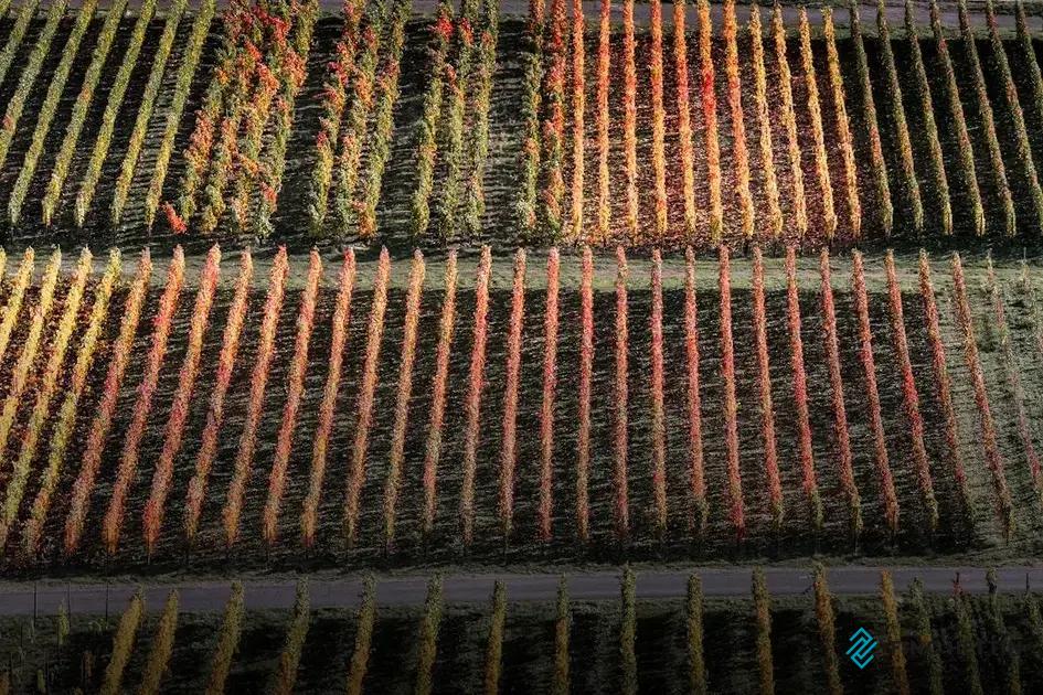 What Makes a Carpet Expensive? Discover Costly Factors